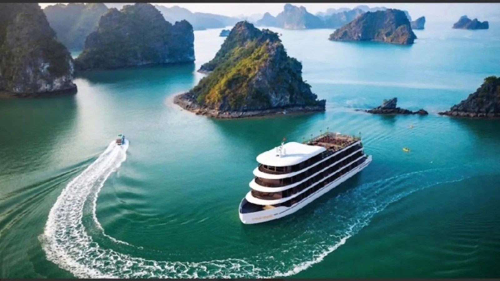 Cycad Grand Cruise